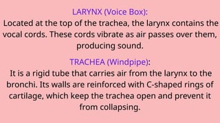 LARYNX (Voice Box):
Located at the top of the trachea, the larynx contains the
vocal cords. These cords vibrate as air passes over them,
producing sound.
TRACHEA (Windpipe):
It is a rigid tube that carries air from the larynx to the
bronchi. Its walls are reinforced with C-shaped rings of
cartilage, which keep the trachea open and prevent it
from collapsing.
 