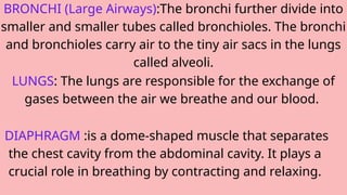 BRONCHI (Large Airways):The bronchi further divide into
smaller and smaller tubes called bronchioles. The bronchi
and bronchioles carry air to the tiny air sacs in the lungs
called alveoli.
LUNGS: The lungs are responsible for the exchange of
gases between the air we breathe and our blood.
DIAPHRAGM :is a dome-shaped muscle that separates
the chest cavity from the abdominal cavity. It plays a
crucial role in breathing by contracting and relaxing.
 
