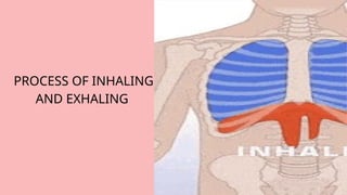 PROCESS OF INHALING
AND EXHALING
 