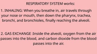 1. INHALING: When you breathe in, air travels through
your nose or mouth, then down the pharynx, trachea,
bronchi, and bronchioles, finally reaching the alveoli.
2. GAS EXCHANGE :Inside the alveoli, oxygen from the air
passes into the blood, and carbon dioxide from the blood
passes into the air.
RESPIRATORY SYSTEM works:
 