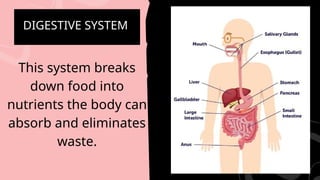 DIGESTIVE SYSTEM
This system breaks
down food into
nutrients the body can
absorb and eliminates
waste.
 