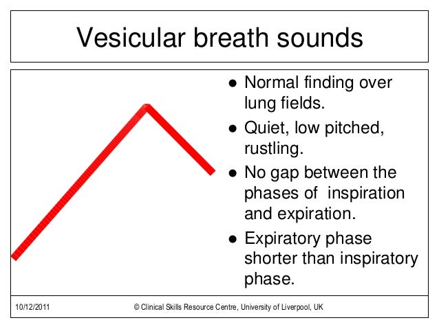 Respiratory Exam