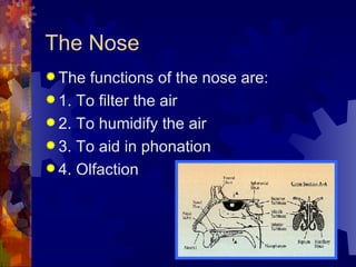 The Nose The functions of the nose are: 1. To filter the air 2. To humidify the air 3. To aid in phonation 4. Olfaction 