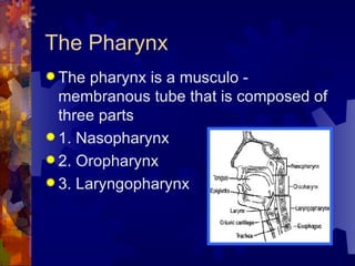 The Pharynx The pharynx is a musculo - membranous tube that is composed of three parts 1. Nasopharynx 2. Oropharynx 3. Laryngopharynx 