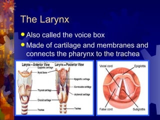 The Larynx Also called the voice box Made of cartilage and membranes and connects the pharynx to the trachea 