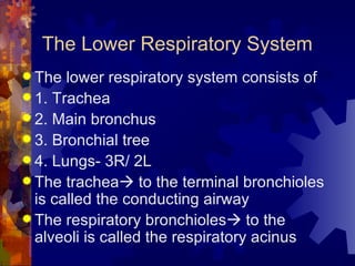 The Lower Respiratory System The lower respiratory system consists of 1. Trachea 2. Main bronchus 3. Bronchial tree 4. Lungs- 3R/ 2L The trachea   to the terminal bronchioles is called the conducting airway The respiratory bronchioles   to the alveoli is called the respiratory acinus 