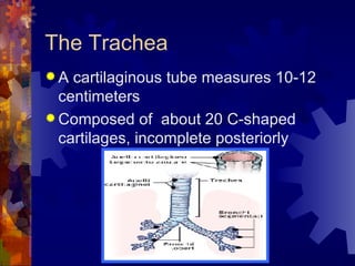 The Trachea A cartilaginous tube measures 10-12 centimeters Composed of  about 20 C-shaped cartilages, incomplete posteriorly 