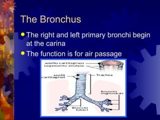 The Bronchus The right and left primary bronchi begin at the carina The function is for air passage 
