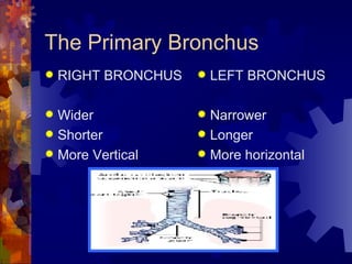 The Primary Bronchus RIGHT BRONCHUS Wider Shorter More Vertical LEFT BRONCHUS Narrower Longer More horizontal 