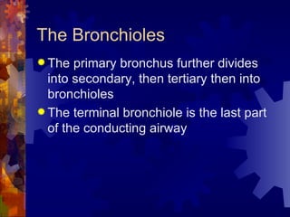 The Bronchioles The primary bronchus further divides into secondary, then tertiary then into bronchioles The terminal bronchiole is the last part of the conducting airway 