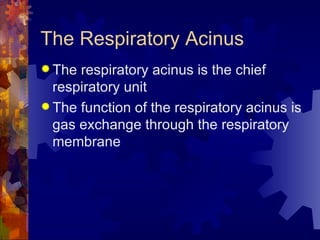 The Respiratory Acinus The respiratory acinus is the chief respiratory unit The function of the respiratory acinus is gas exchange through the respiratory membrane 