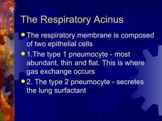 The Respiratory Acinus The respiratory membrane is composed of two epithelial cells 1.The type 1 pneumocyte - most abundant, thin and flat. This is where gas exchange occurs 2. The type 2 pneumocyte - secretes the lung surfactant 