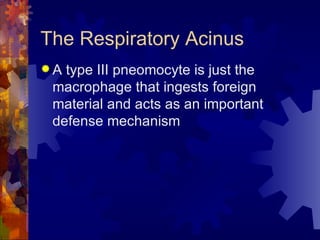 The Respiratory Acinus A type III pneomocyte is just the macrophage that ingests foreign material and acts as an important defense mechanism  