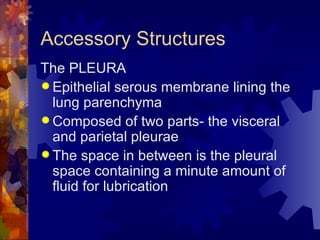 Accessory Structures The PLEURA Epithelial serous membrane lining the lung parenchyma Composed of two parts- the visceral and parietal pleurae The space in between is the pleural space containing a minute amount of fluid for lubrication 