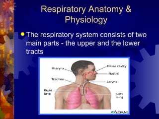 Respiratory Anatomy & Physiology The respiratory system consists of two main parts - the upper and the lower tracts 