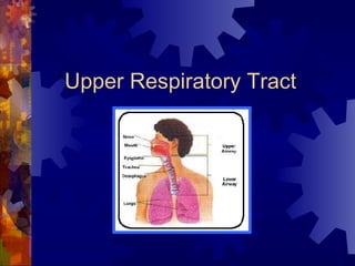 Upper Respiratory Tract 