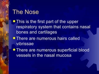 The Nose This is the first part of the upper respiratory system that contains nasal bones and cartilages There are numerous hairs called vibrissae There are numerous superficial blood vessels in the nasal mucosa 
