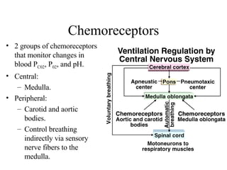 Respiratory System | PPT