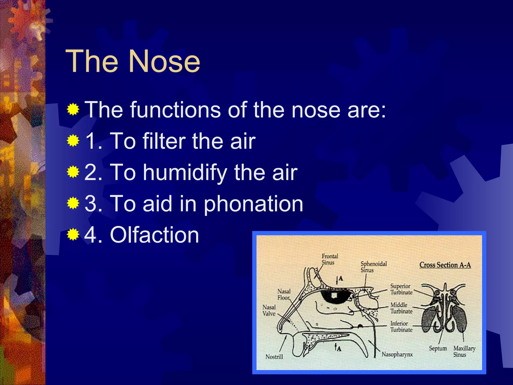The Nose The functions of the nose are: 1. To filter the air 2. To humidify the air 3. To aid in phonation 4. Olfaction 