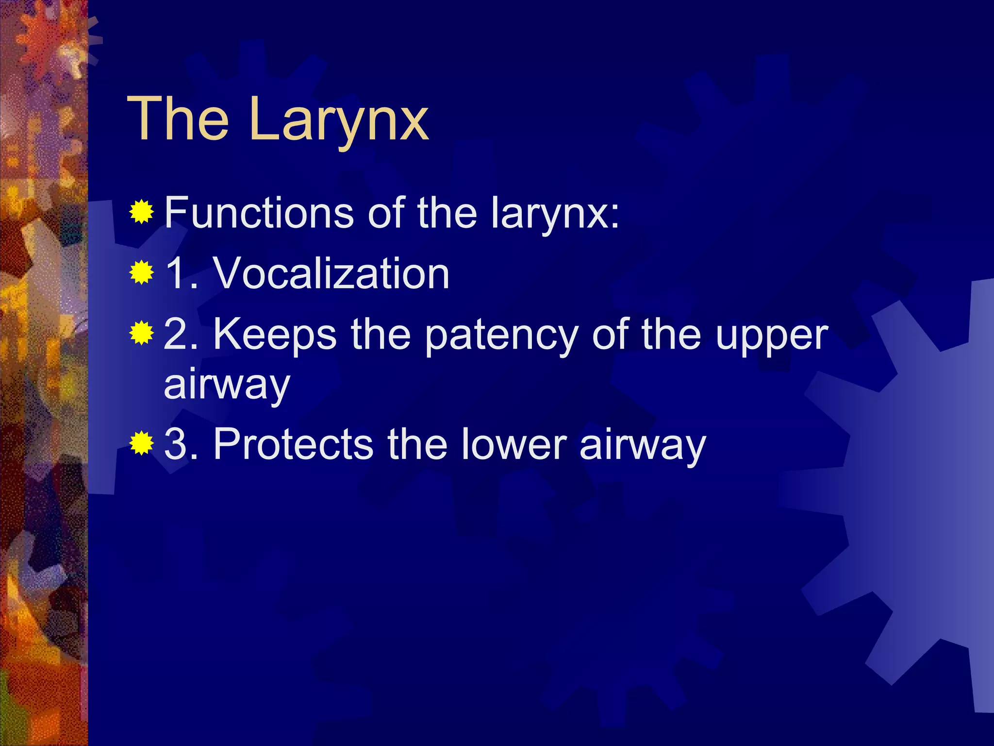 The Larynx Functions of the larynx: 1. Vocalization 2. Keeps the patency of the upper airway 3. Protects the lower airway 