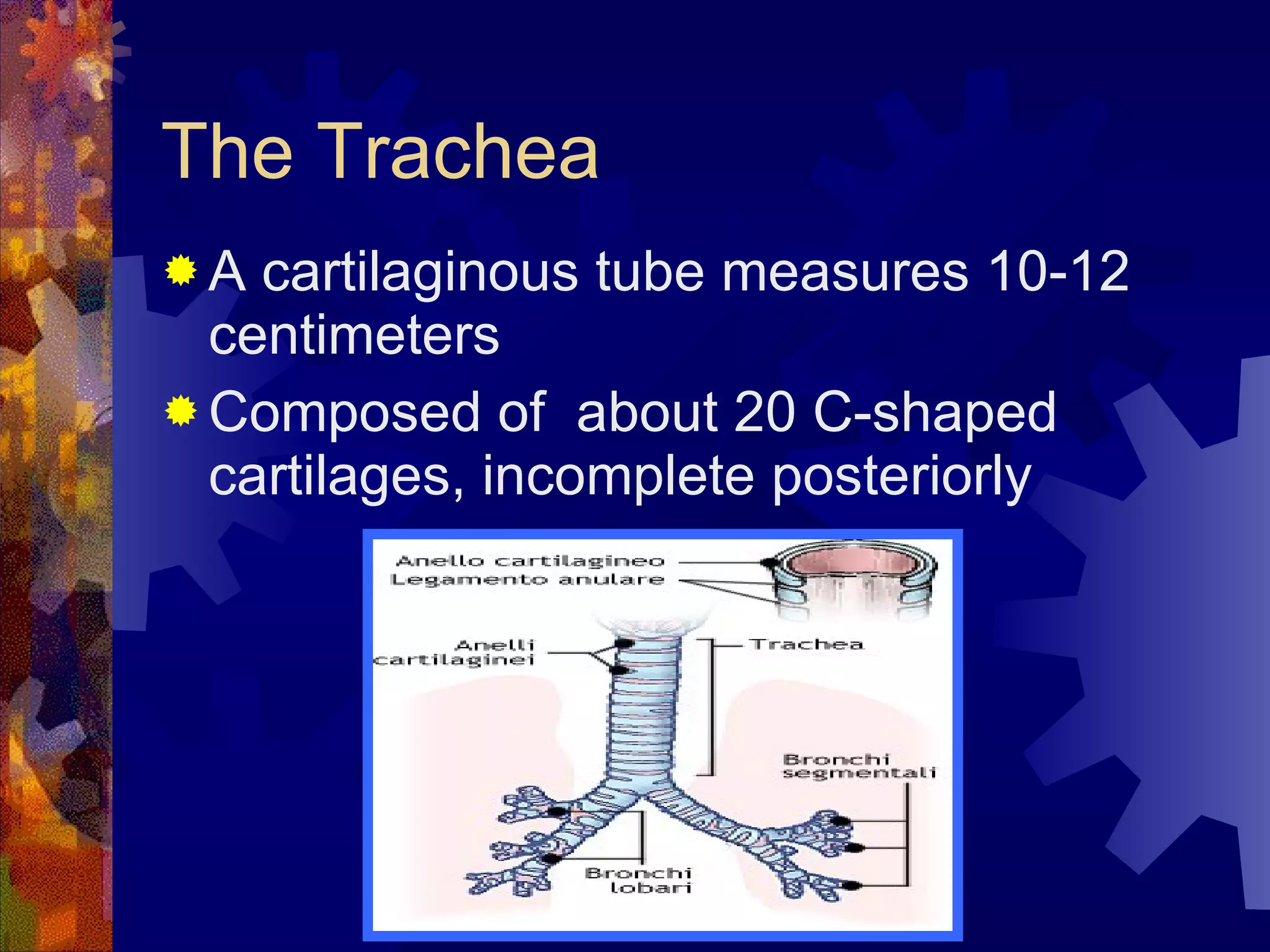 The Trachea A cartilaginous tube measures 10-12 centimeters Composed of  about 20 C-shaped cartilages, incomplete posteriorly 