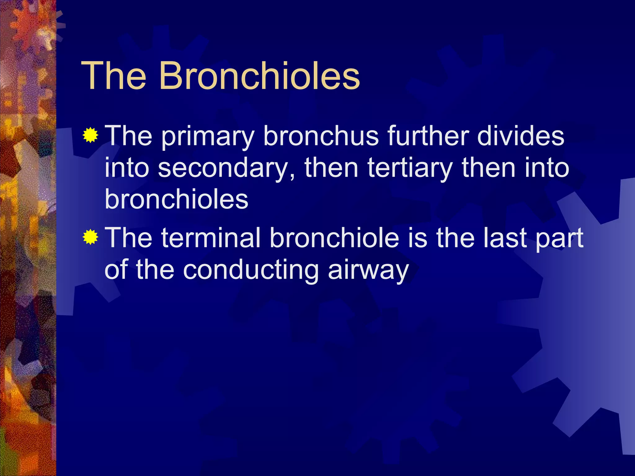The Bronchioles The primary bronchus further divides into secondary, then tertiary then into bronchioles The terminal bronchiole is the last part of the conducting airway 