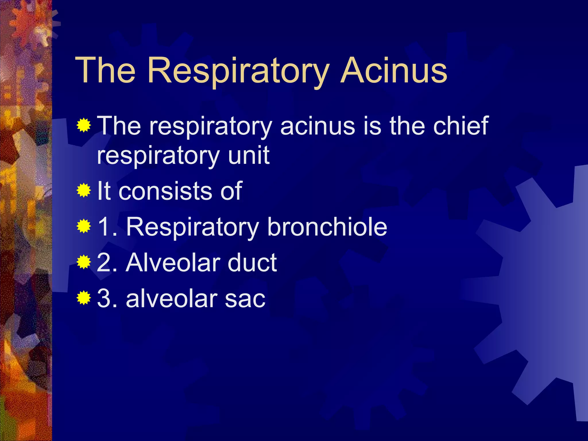 The Respiratory Acinus The respiratory acinus is the chief respiratory unit It consists of  1. Respiratory bronchiole 2. Alveolar duct 3. alveolar sac 