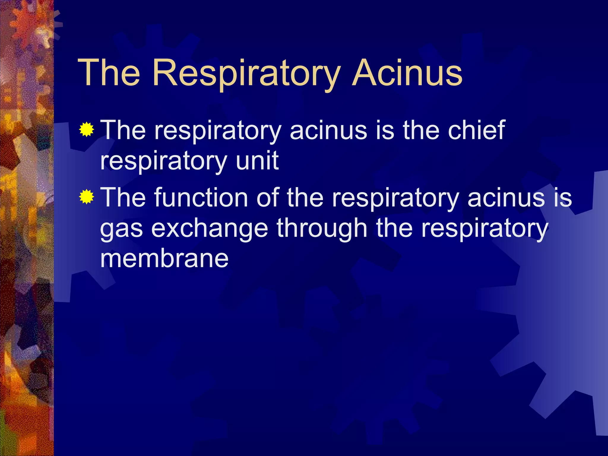 The Respiratory Acinus The respiratory acinus is the chief respiratory unit The function of the respiratory acinus is gas exchange through the respiratory membrane 