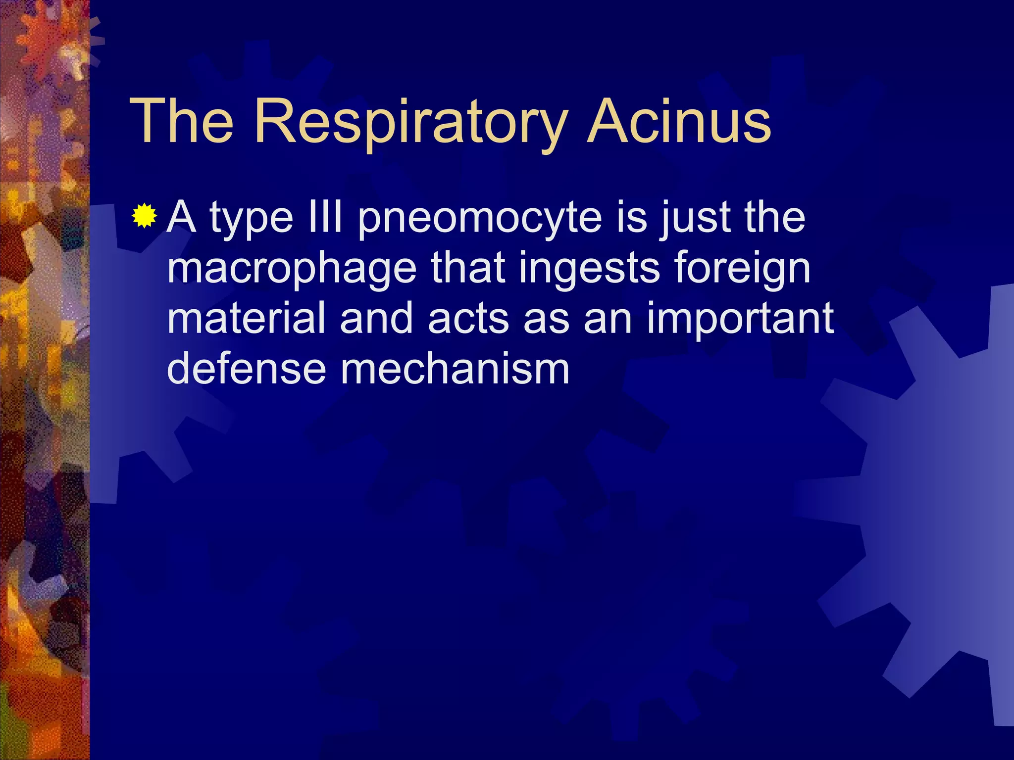 The Respiratory Acinus A type III pneomocyte is just the macrophage that ingests foreign material and acts as an important defense mechanism  