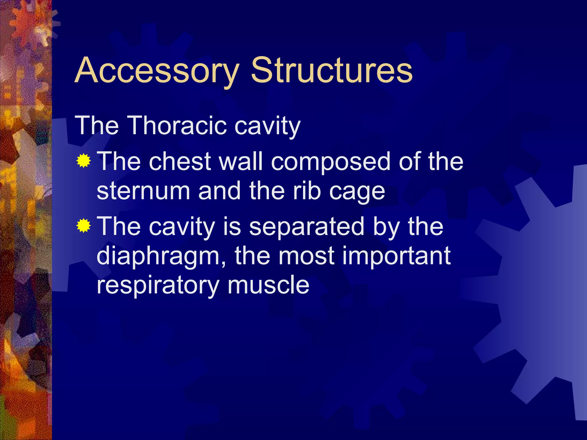 Accessory Structures The Thoracic cavity The chest wall composed of the sternum and the rib cage The cavity is separated by the diaphragm, the most important respiratory muscle  
