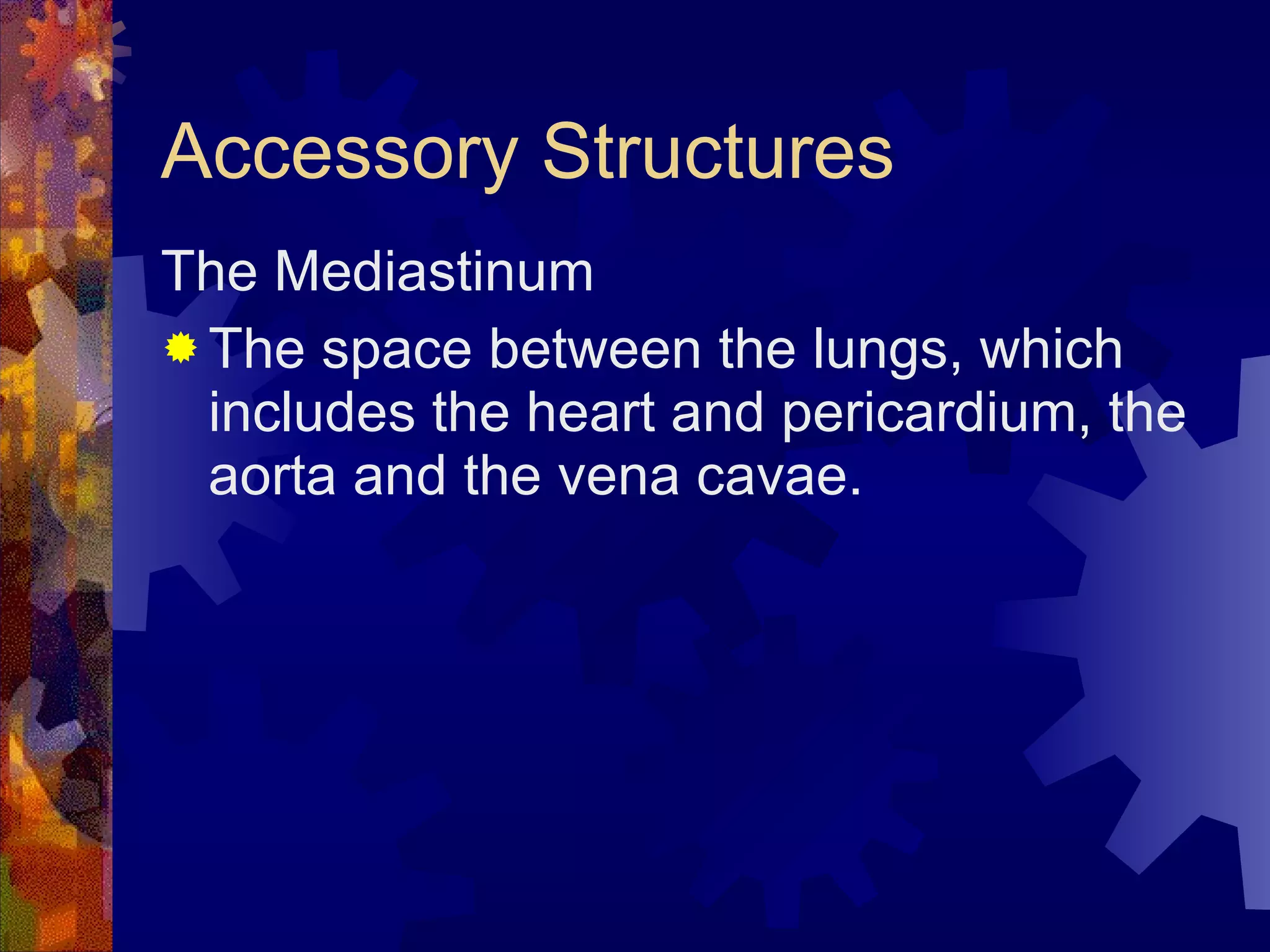 Accessory Structures The Mediastinum The space between the lungs, which includes the heart and pericardium, the aorta and the vena cavae. 