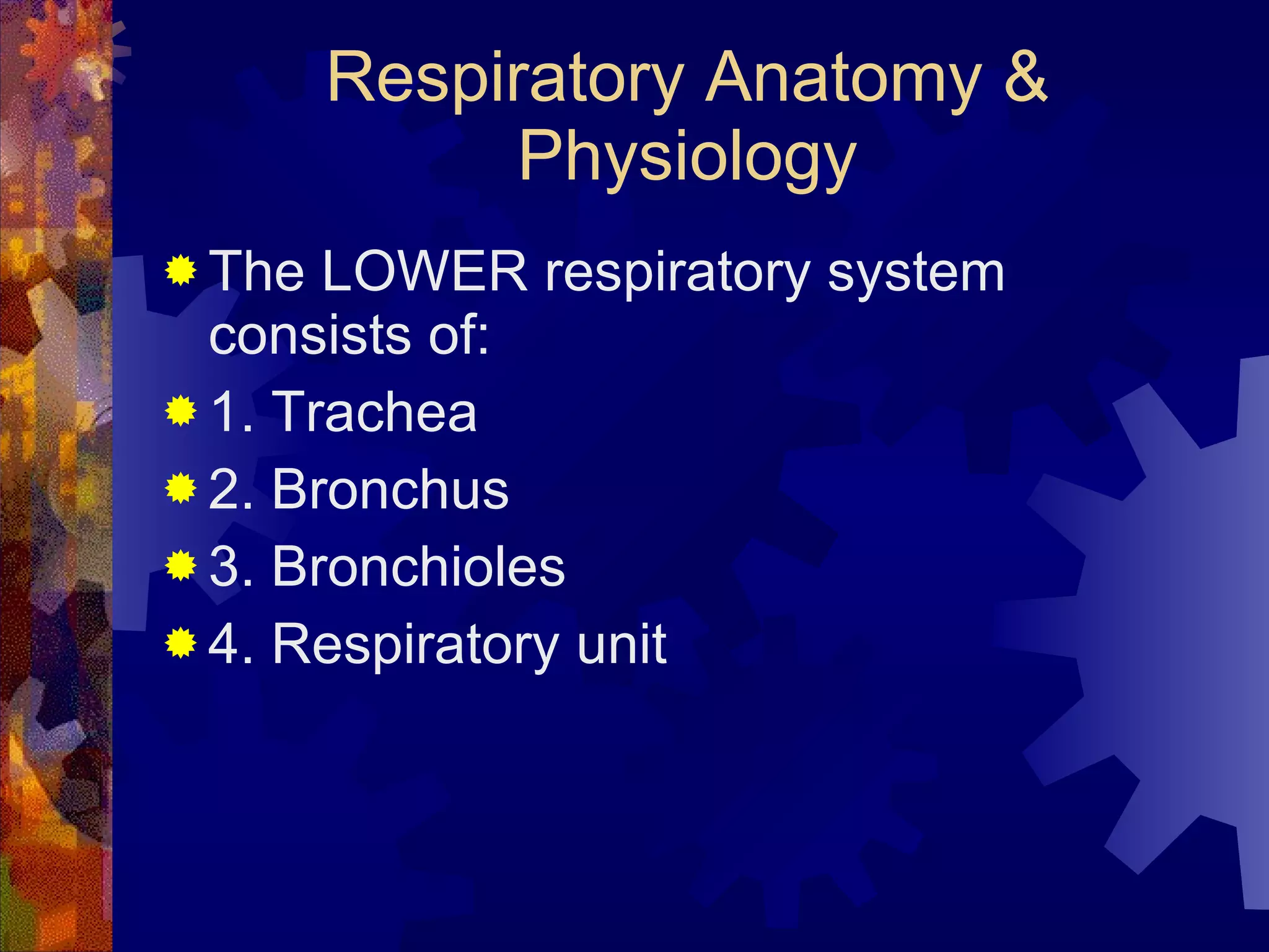Respiratory Anatomy & Physiology The LOWER respiratory system consists of: 1. Trachea 2. Bronchus 3. Bronchioles 4. Respiratory unit 