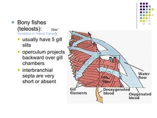 Bony fishes (teleosts):       (See ' Ventilation in  Teleost  Fishes ')  usually have 5 gill slits  operculum projects backward over gill chambers  interbranchial septa are very short or absent  