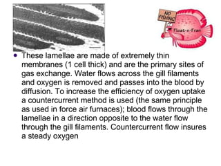 These lamellae are made of extremely thin membranes (1 cell thick) and are the primary sites of gas exchange. Water flows across the gill filaments and oxygen is removed and passes into the blood by diffusion. To increase the efficiency of oxygen uptake a countercurrent method is used (the same principle as used in force air furnaces); blood flows through the lamellae in a direction opposite to the water flow through the gill filaments. Countercurrent flow insures a steady oxygen  