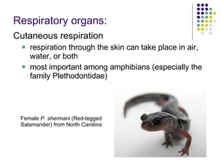 Respiratory organs: Cutaneous respiration  respiration through the skin can take place in air, water, or both  most important among amphibians (especially the family Plethodontidae)  Female  P. shermani  (Red-legged Salamander) from North Carolina   