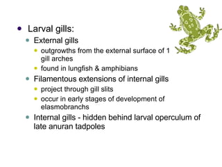   Larval gills:  External gills  outgrowths from the external surface of 1 or more gill arches  found in lungfish & amphibians  Filamentous extensions of internal gills  project through gill slits  occur in early stages of development of elasmobranchs  Internal gills - hidden behind larval operculum of late anuran tadpoles  
