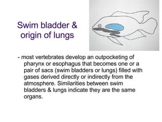 - most vertebrates develop an outpocketing of pharynx or esophagus that becomes one or a pair of sacs (swim bladders or lungs) filled with gases derived directly or indirectly from the atmosphere. Similarities between swim bladders & lungs indicate they are the same organs.  Swim bladder & origin of lungs 