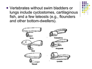 Vertebrates without swim bladders or lungs include cyclostomes, cartilaginous fish, and a few teleosts (e.g., flounders and other bottom-dwellers).  