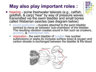 May also play important roles : hearing  - some freshwater teleosts (e.g., catfish, goldfish, & carp) 'hear' by way of pressure waves transmitted via the swim bladder and small bones called Weberian ossicles (see diagram below)  sound production  - muscles attached to the swim bladder contract to move air between 'sub-chambers' of the bladder. The resulting vibration creates sound in fish such as croakers,  grunters , &  midshipman fish .  respiration -  the swim bladder of  lungfish  has number subdivisions or septa (to increase surface area) & oxygen and carbon dioxide is exchanged between the bladder & the blood  
