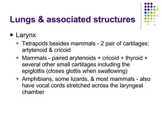 Lungs & associated structures  Larynx  Tetrapods besides mammals - 2 pair of cartilages: artytenoid & cricoid  Mammals - paired arytenoids + cricoid + thyroid + several other small cartilages including the epiglottis (closes glottis when swallowing)  Amphibians, some lizards, & most mammals - also have vocal cords stretched across the laryngeal chamber  