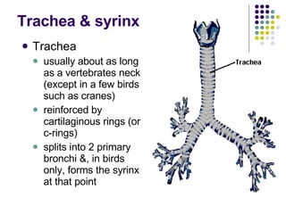 Trachea & syrinx Trachea  usually about as long as a vertebrates neck (except in a few birds such as cranes)  reinforced by cartilaginous rings (or c-rings)  splits into 2 primary bronchi &, in birds only, forms the syrinx at that point  