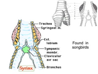 Found  in songbirds 