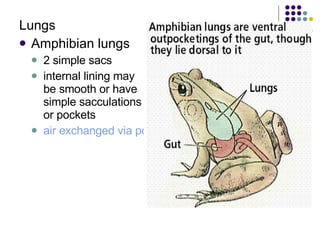 Lungs  Amphibian lungs  2 simple sacs  internal lining may be smooth or have simple sacculations or pockets  air exchanged via positive-pressure ventilation   