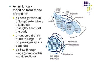 Avian lungs - modified from those of reptiles:  air sacs (diverticula of lungs) extensively distributed throughout most of the body  arrangement of air ducts in lungs ----> no passageway is a dead-end  air flow through lungs (parabronchi) is unidirectional  