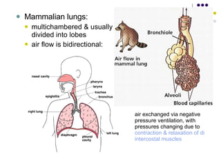 Mammalian lungs:  multichambered & usually divided into lobes  air flow is bidirectional:  air exchanged via negative pressure ventilation, with pressures changing due to  contraction & relaxation of diaphragm &  intercostal  muscles   