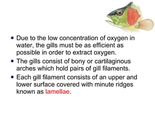 Due to the low concentration of oxygen in water, the gills must be as efficient as possible in order to extract oxygen.  The gills consist of bony or cartilaginous arches which hold pairs of gill filaments.  Each gill filament consists of an upper and lower surface covered with minute ridges known as  lamellae .  