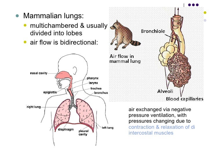 Respiratory System
