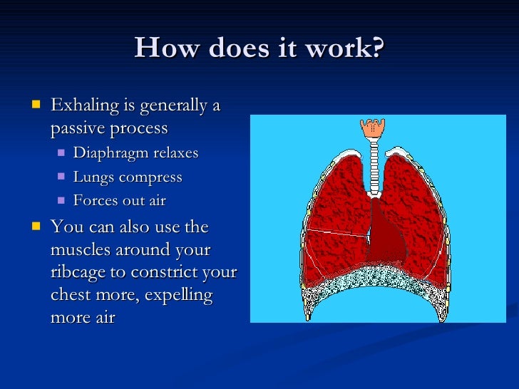 Respiratory System and Immune System diagram of diffusion the lungs 