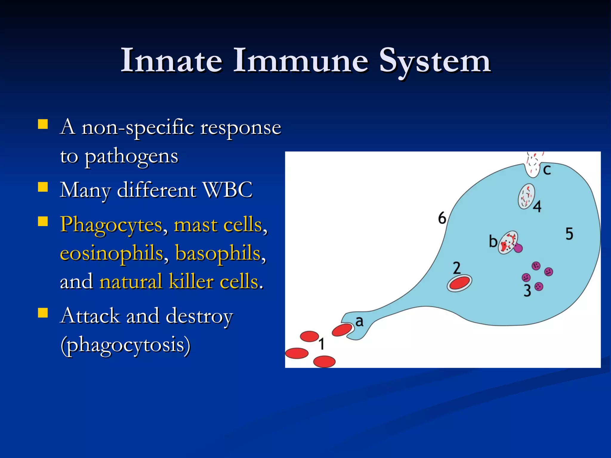 Innate Immune System A non-specific response to pathogens Many different WBC  Phagocytes ,  mast cells ,  eosinophils ,  basophils , and  natural killer cells .  Attack and destroy (phagocytosis) 