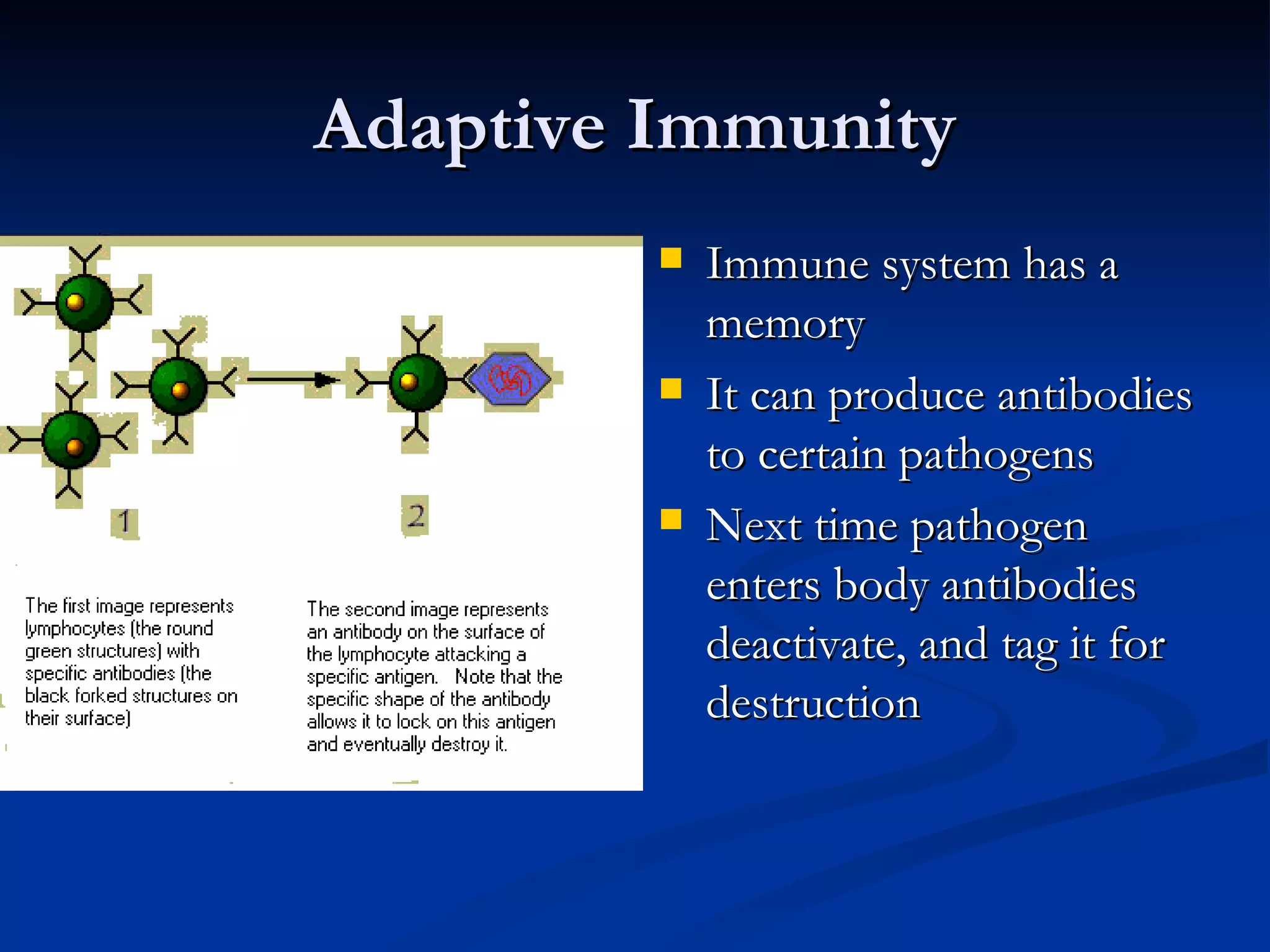 Adaptive Immunity Immune system has a memory It can produce antibodies to certain pathogens Next time pathogen enters body antibodies deactivate, and tag it for destruction 